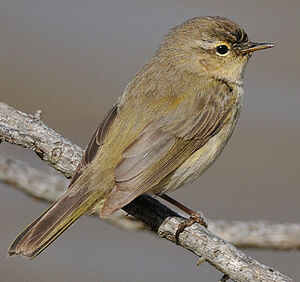 Common Chiffchaff