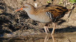 Water Rail 
&copy; Patrick Fichter