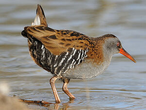 Water Rail 
&copy; Patrick Fichter