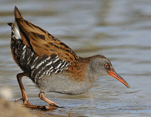 Water Rail 
&copy; Patrick Fichter
