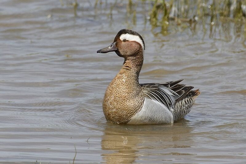 Garganey male adult, courting display