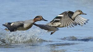 Eurasian Teal 
&copy; Patrick Fichter