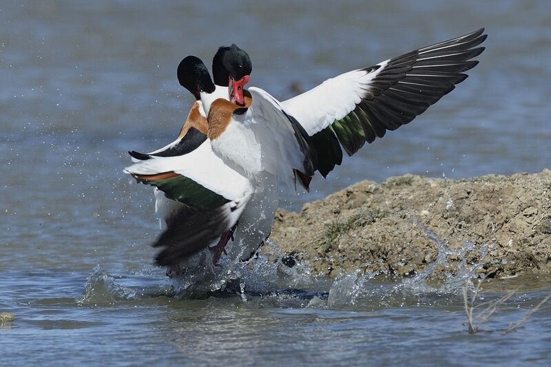 Common Shelduck male adult, courting display