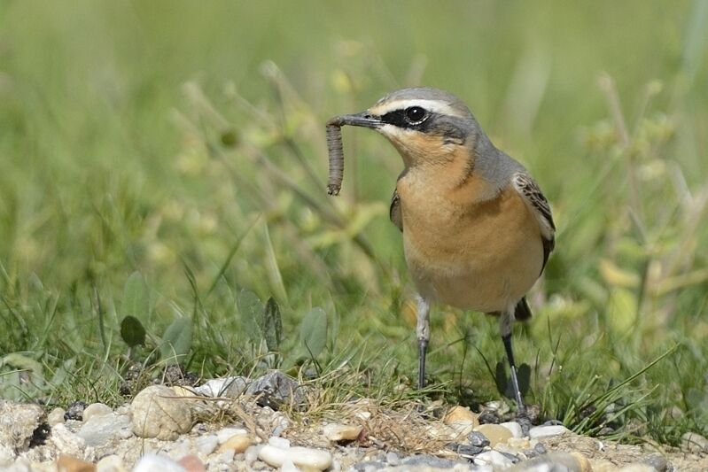 Northern Wheatear male adult transition