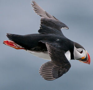 Atlantic Puffin 
&copy; Patrick Gallet