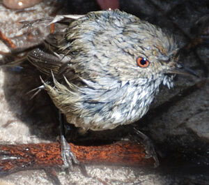 Brown Thornbill