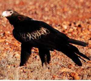 Aigle d'Australie