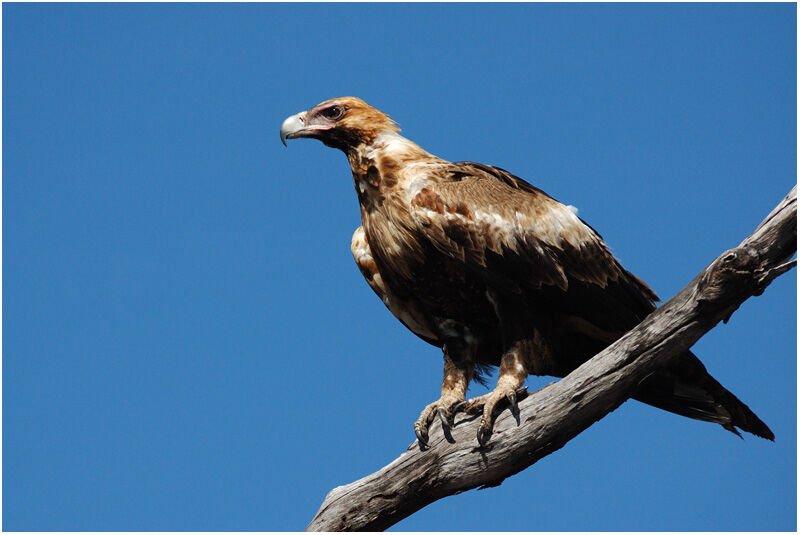 Wedge-tailed Eagleimmature