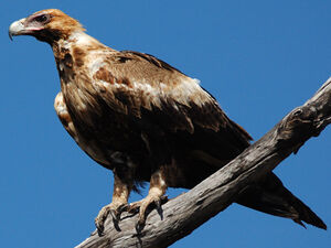 Aigle d'Australie