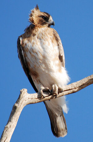 Little Eagle