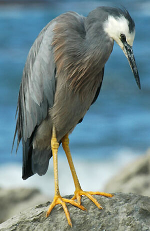 White-faced Heron