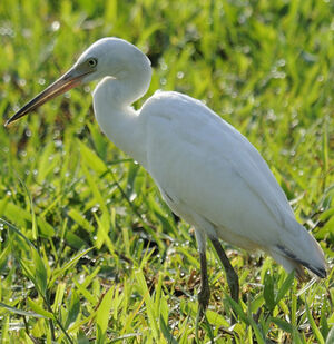 Aigrette bleue