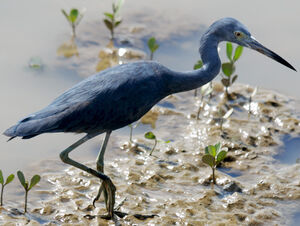Little Blue Heron