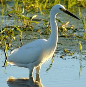 Little Egret