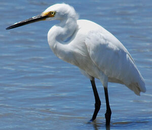 Little Egret