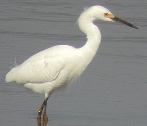 Snowy Egret