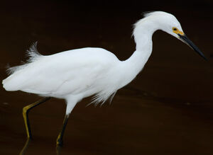Snowy Egret