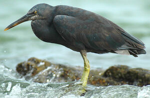 Pacific Reef Heron