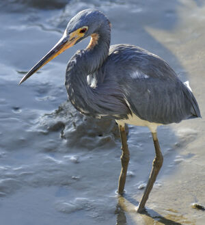 Tricolored Heron