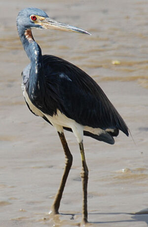 Tricolored Heron