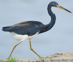 Tricolored Heron