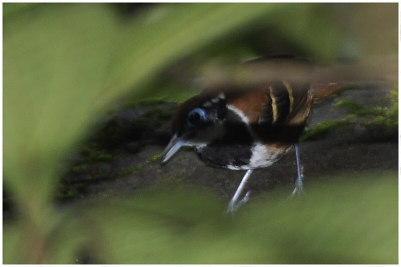 Ferruginous-backed Antbird female adult