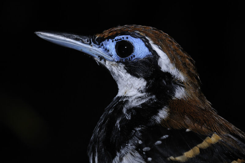 Ferruginous-backed Antbird female adult