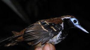 Ferruginous-backed Antbird