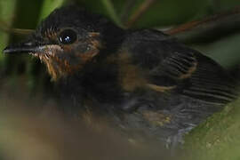 Black-headed Antbird