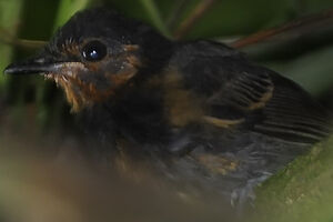 Black-headed Antbird