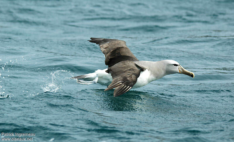 Albatros de Salvin, Vol