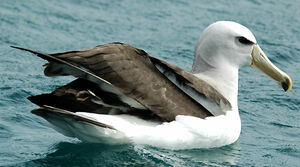 Albatros de Salvin