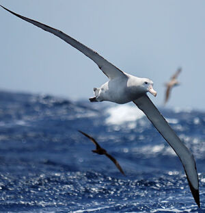 Wandering Albatross