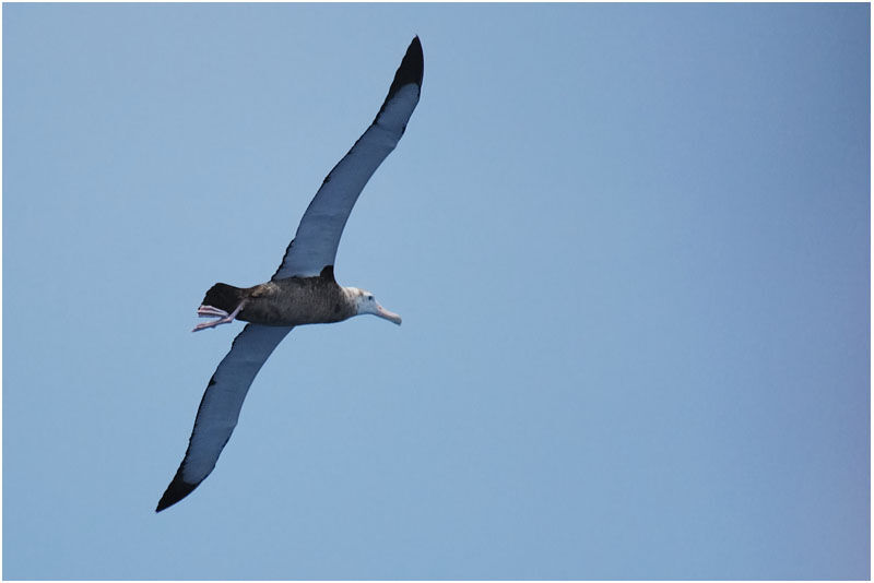 Albatros hurleurimmature
