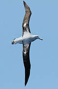 Snowy Albatross