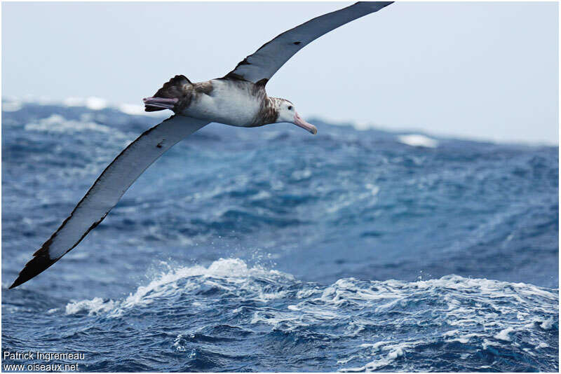 Albatros hurleurimmature, habitat, pigmentation, Vol
