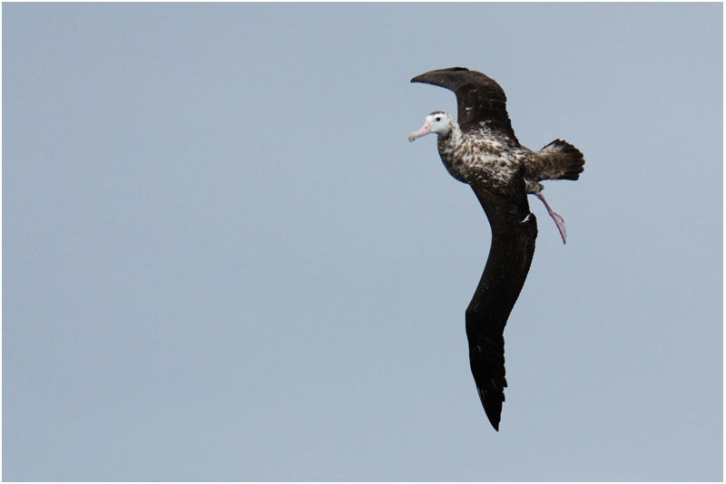 Albatros hurleurimmature