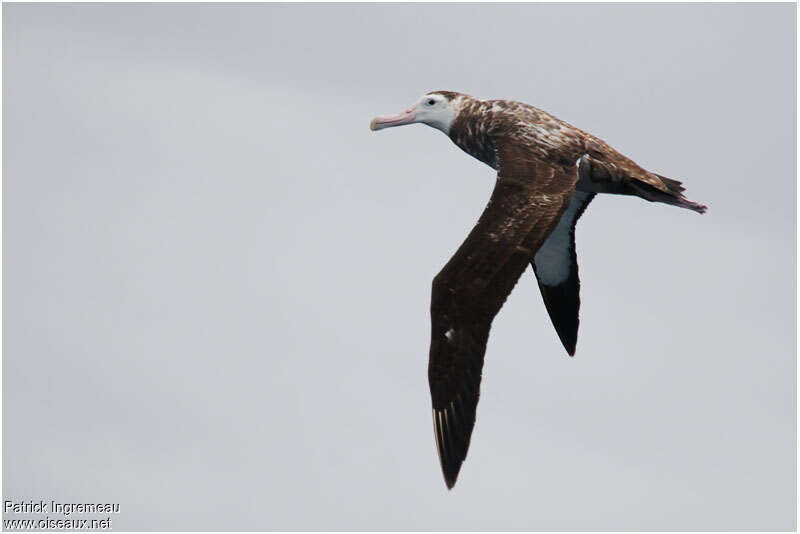 Albatros hurleurimmature, identification