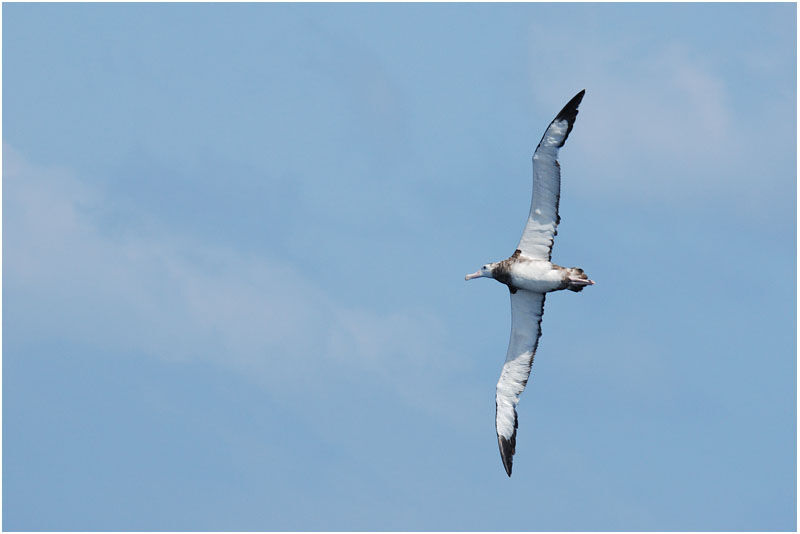 Wandering Albatrossimmature