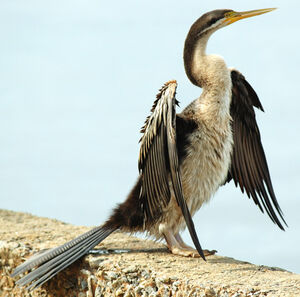 Anhinga d'Australie