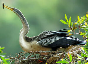 Anhinga d'Australie