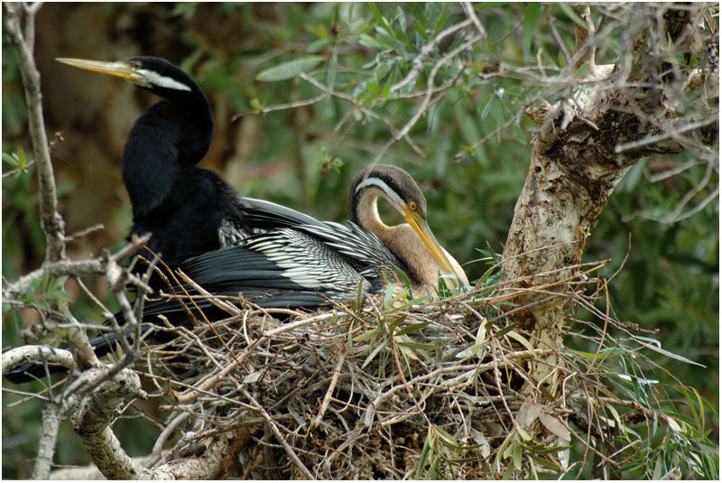 Australasian Darteradult breeding, Reproduction-nesting