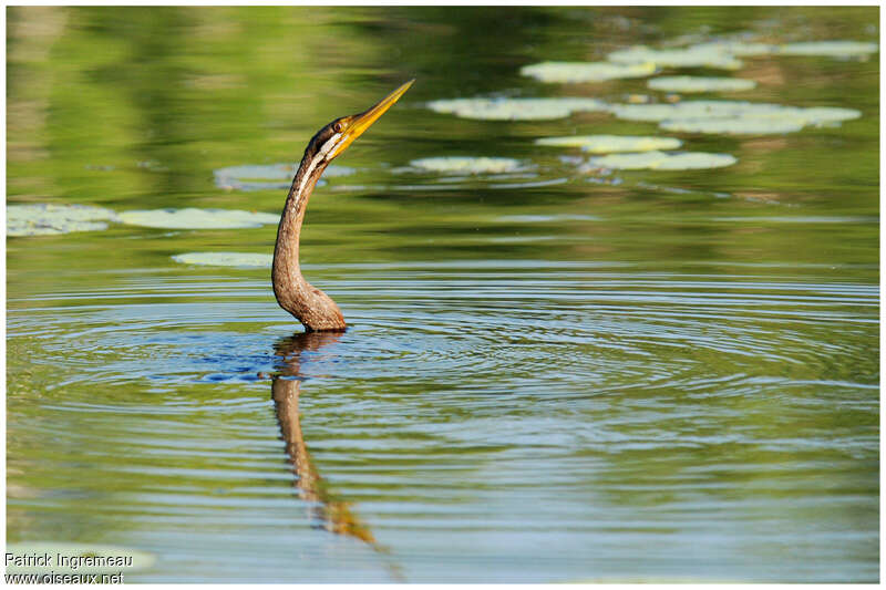 Anhinga d'Australieadulte, pêche/chasse, Comportement