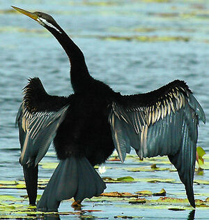 Anhinga d'Australie