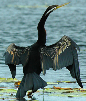 Anhinga d'Australie
