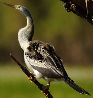 Anhinga d'Australie
