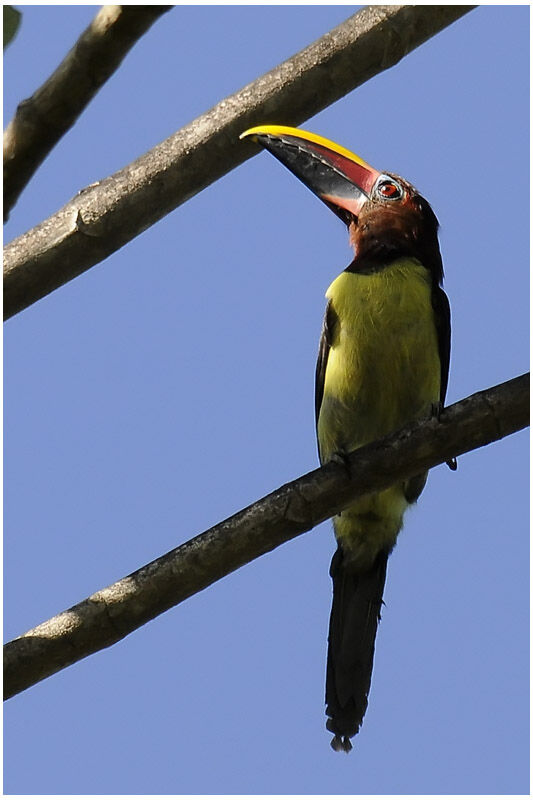 Green Aracari female adult