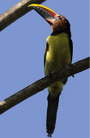 Green Aracari
