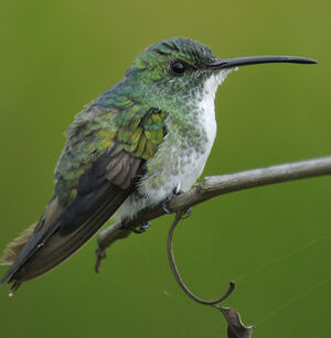 Plain-bellied Emerald