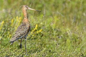 Black-tailed Godwit
